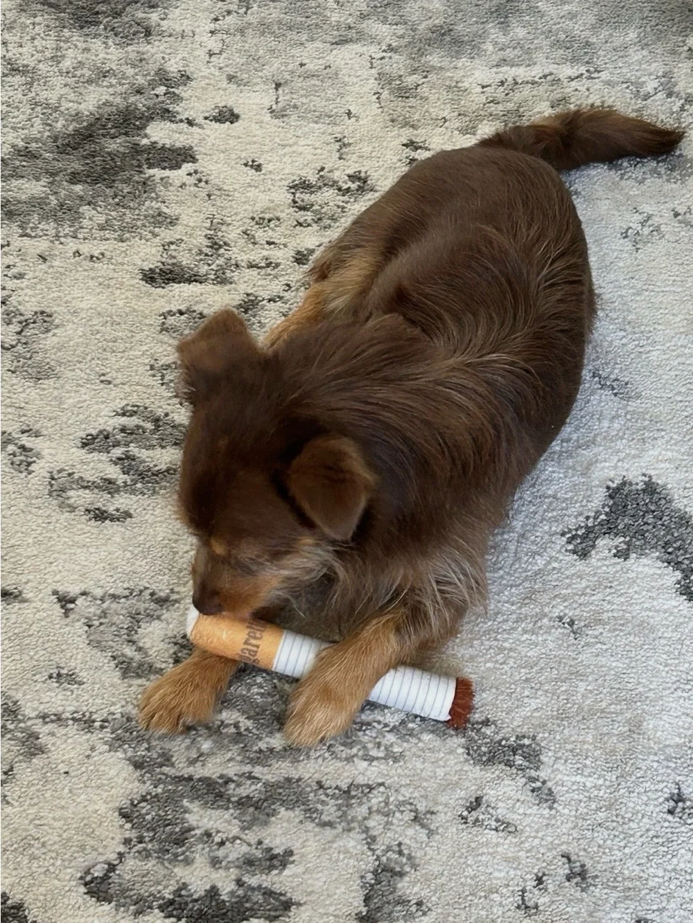 Nocciola Squeaky 